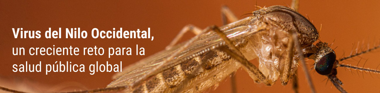 Síntomas virus del nilo occidental