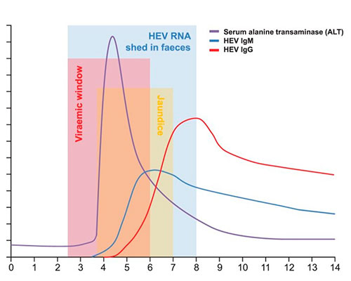 incubation period for hepatitis e
