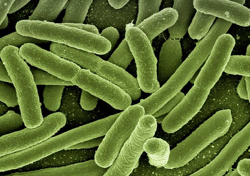 escherichia coli