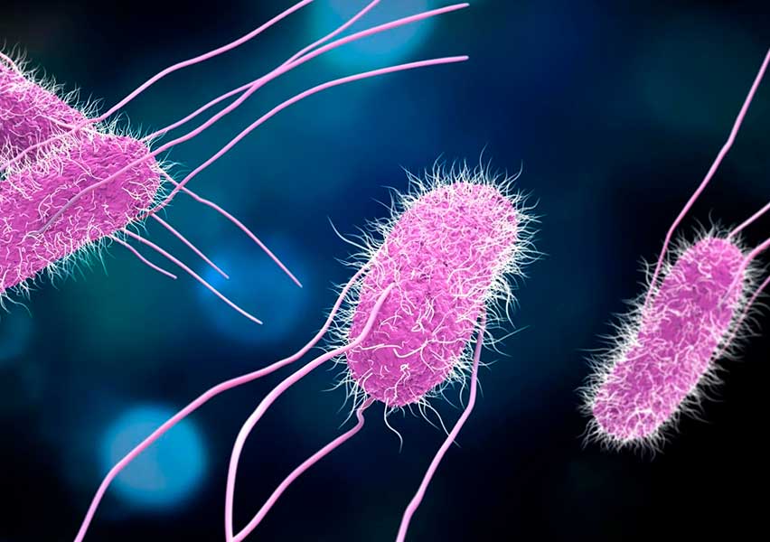 Salmonella