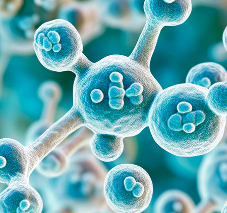 candida auris yeast